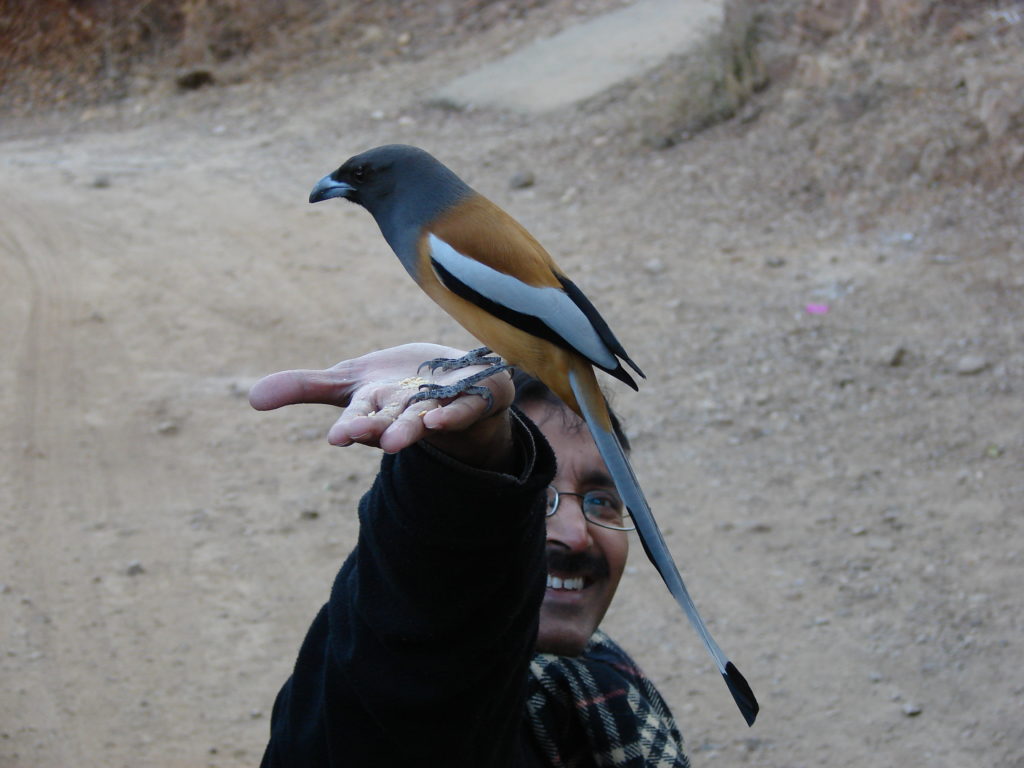 A friendly treepie