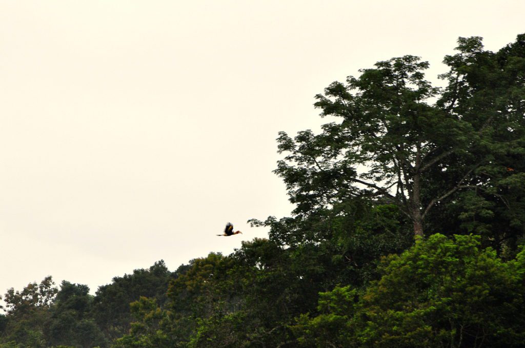 Great Malabar Hornbill in flight