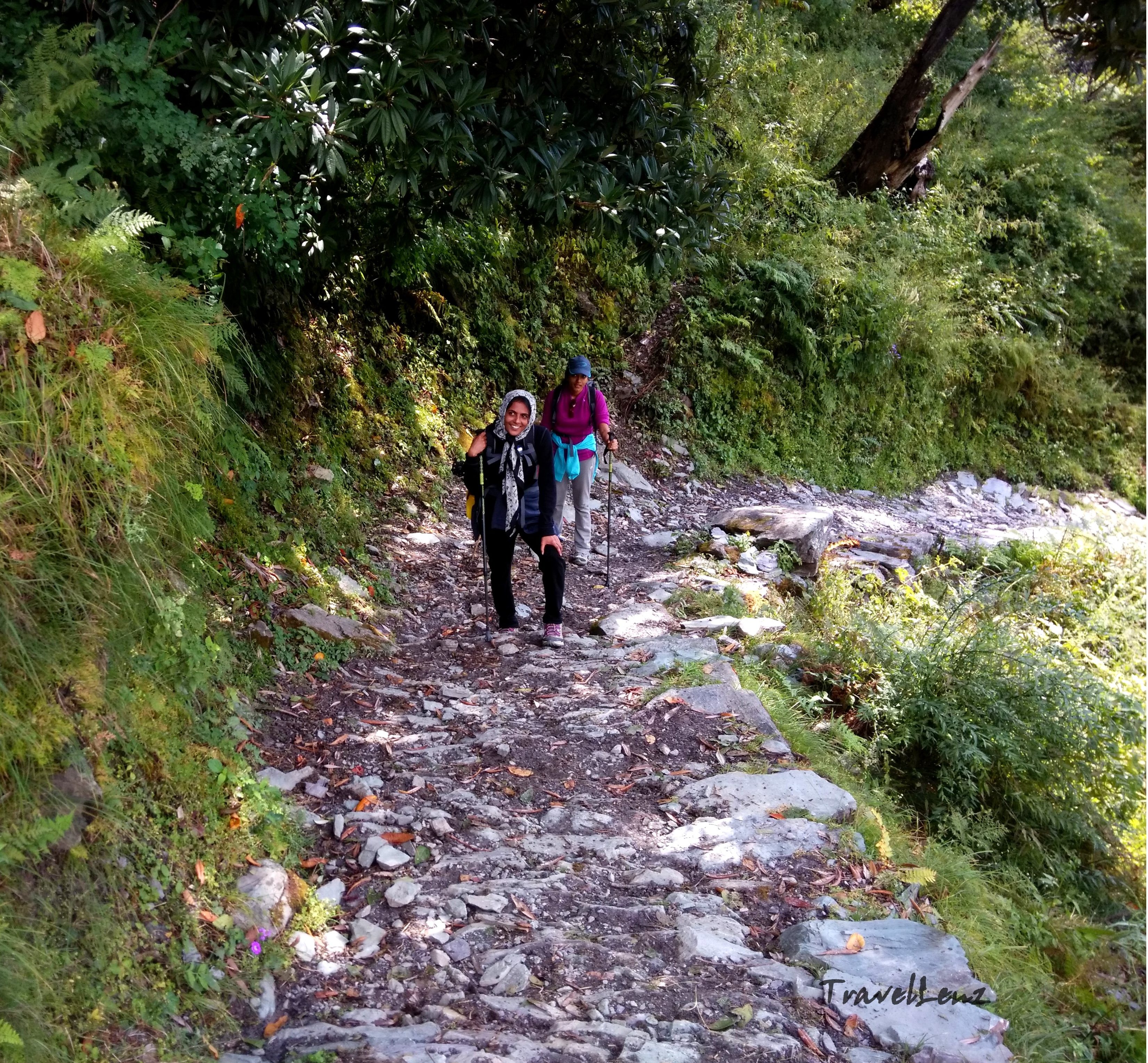 Trekkers climbing a steep path in a forest
