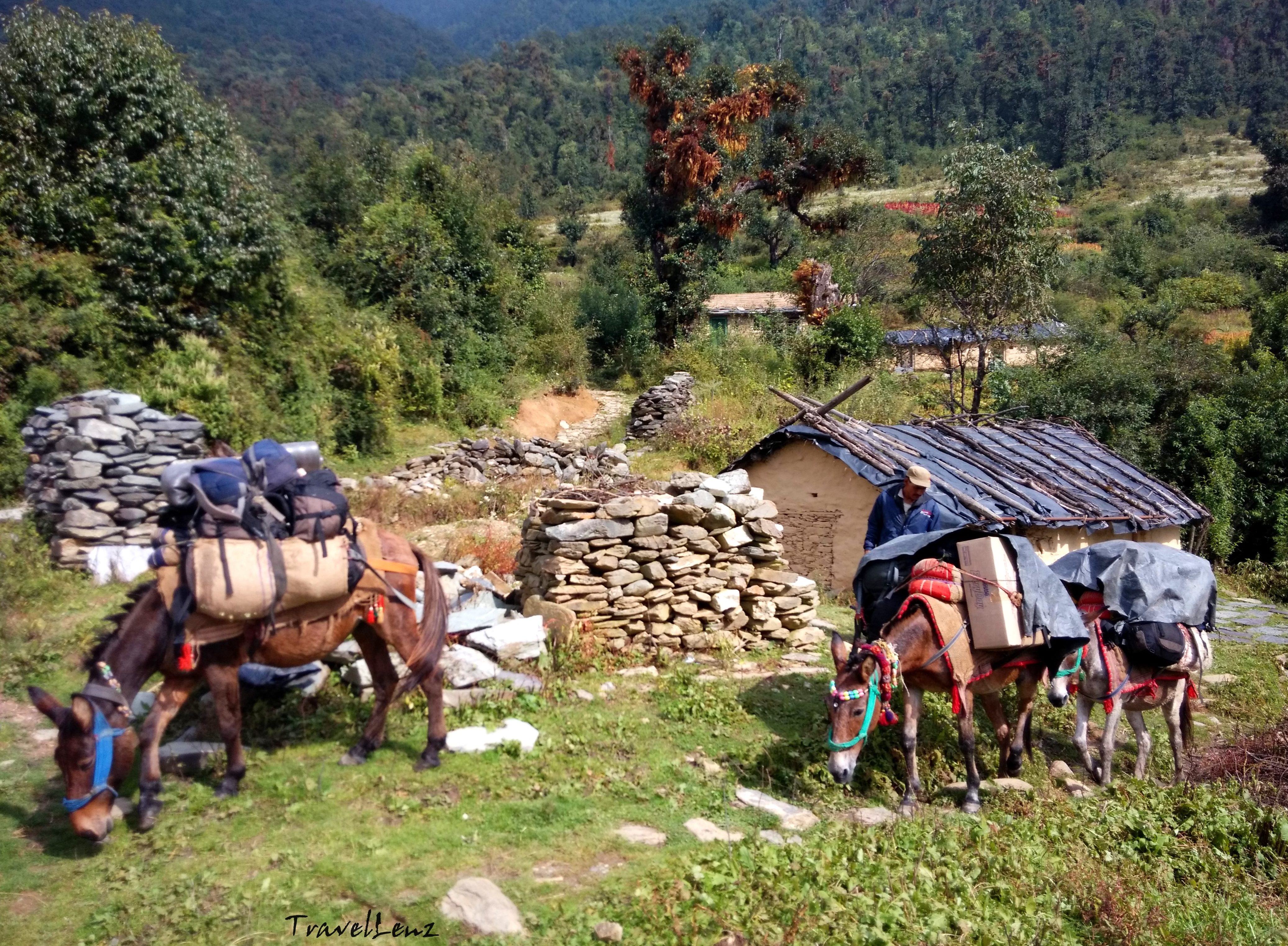 Three mules carrying backpacks