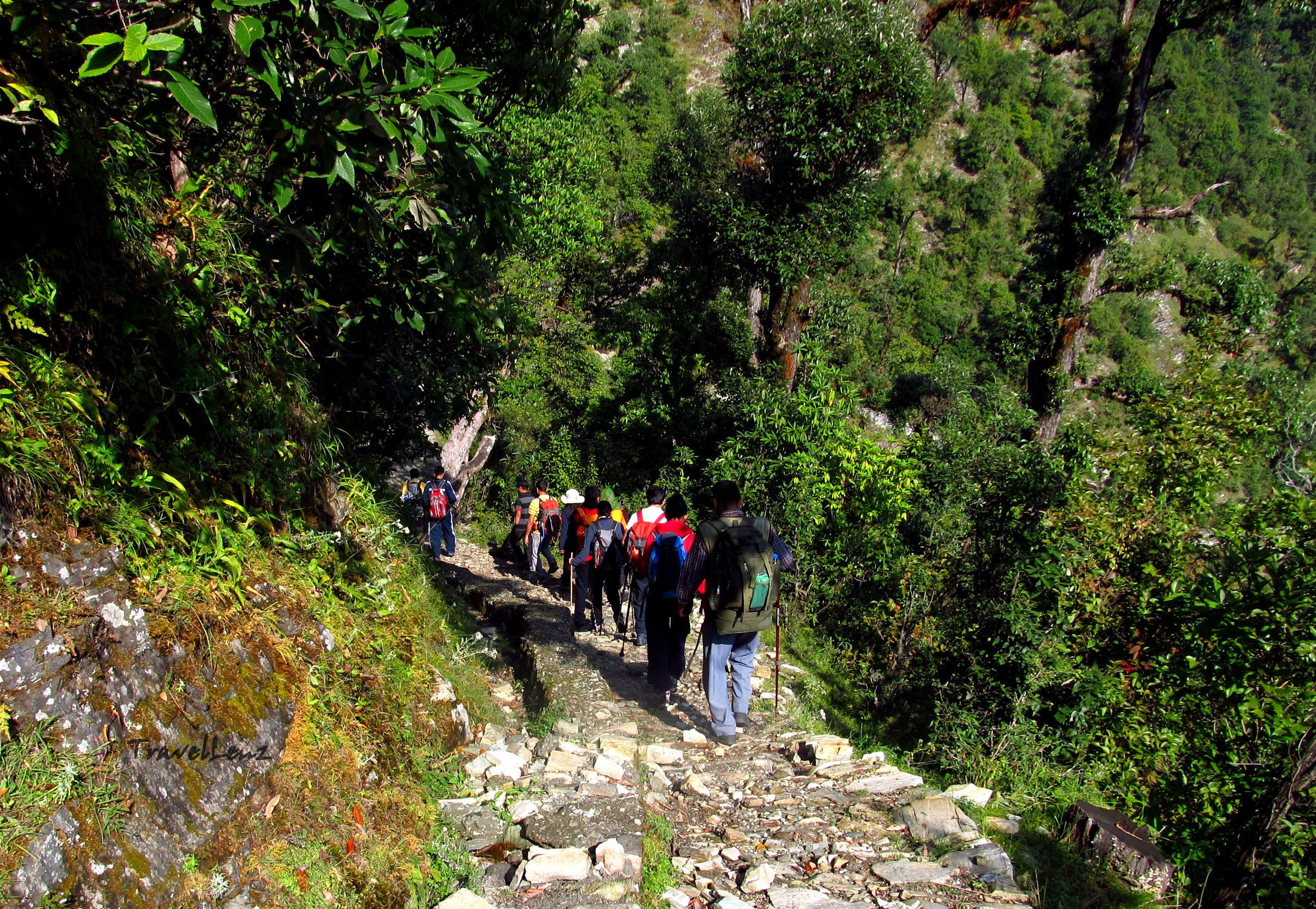 Trekkers taking a downhill path through a forest