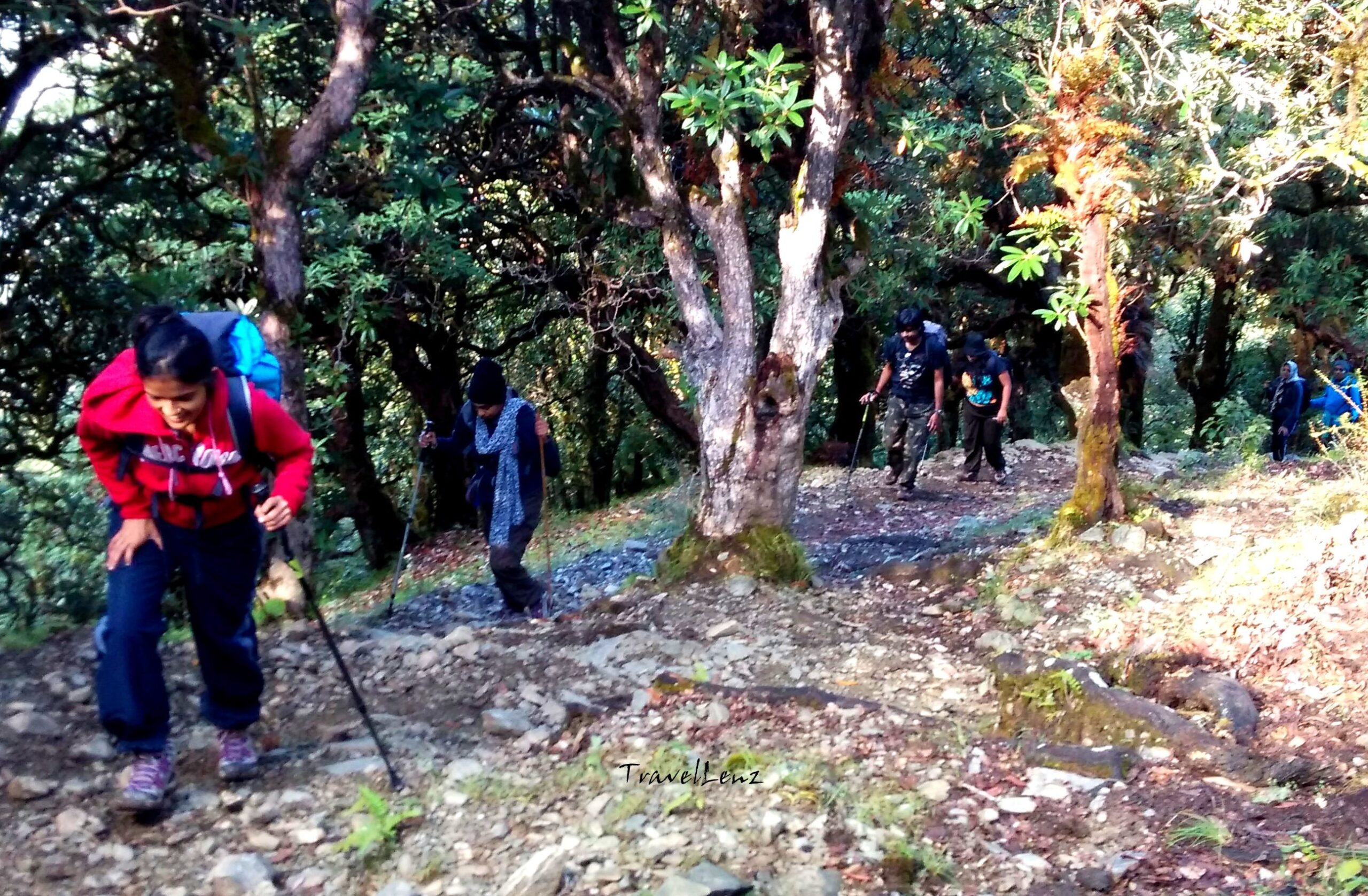 Trekkers walking on a steep climb through the oak forests on the way from Didna to Ali Bugyal
