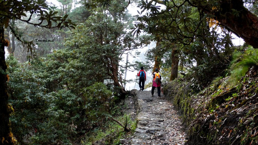 A path cutting an Oak forest midway between Pathar Nachauni and Lohajung