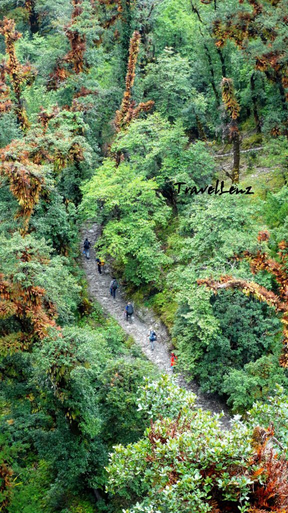 View of trekkers walking through a forest midway between Pathar Nachauni and Lohajung