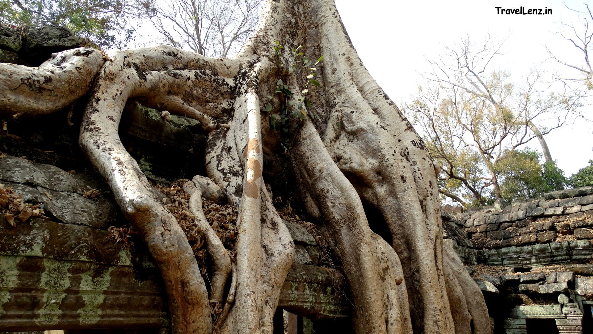 The giant strangler trees at Ta Prohm