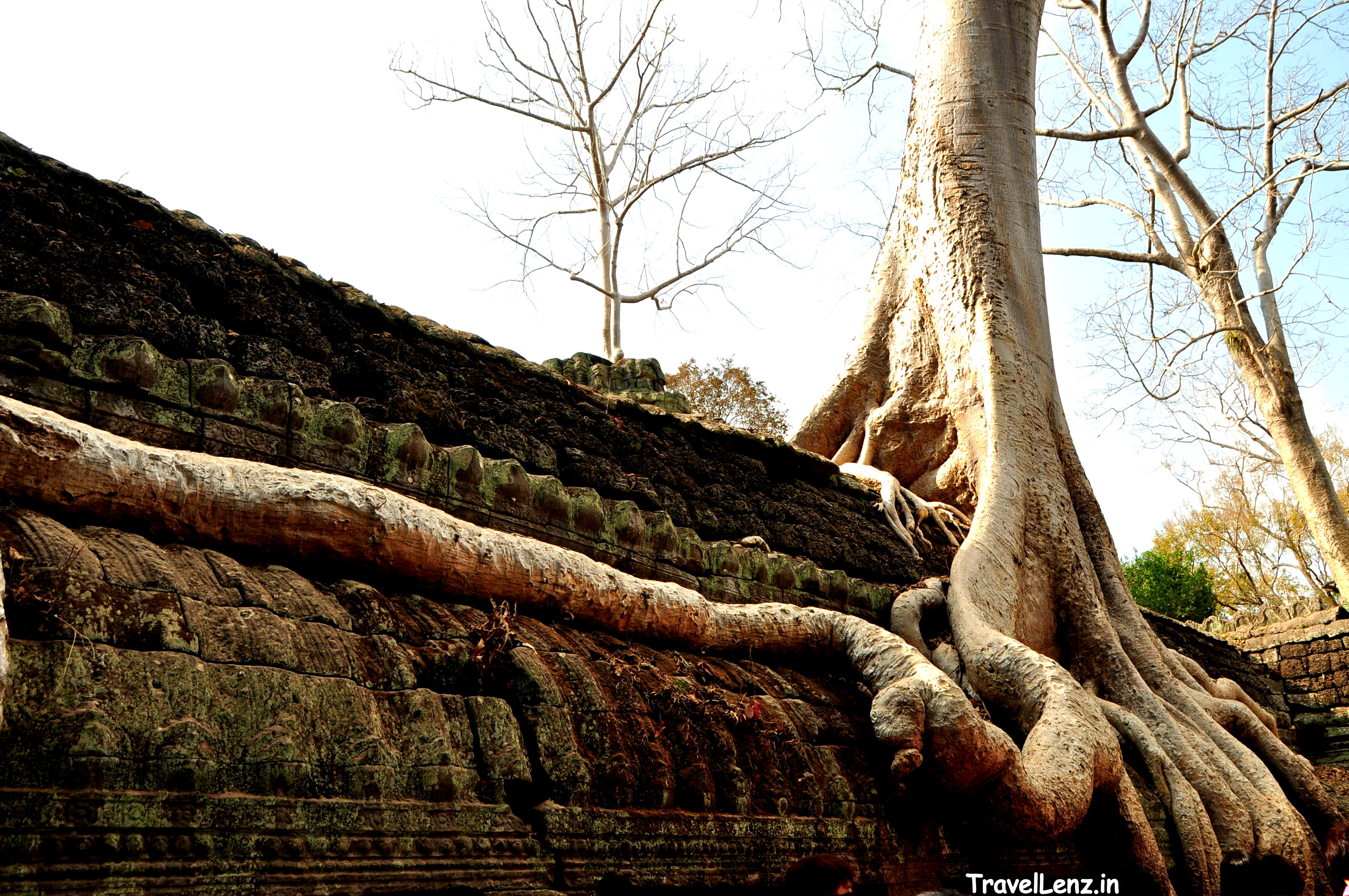 Gigantic roots and the crumbling walls