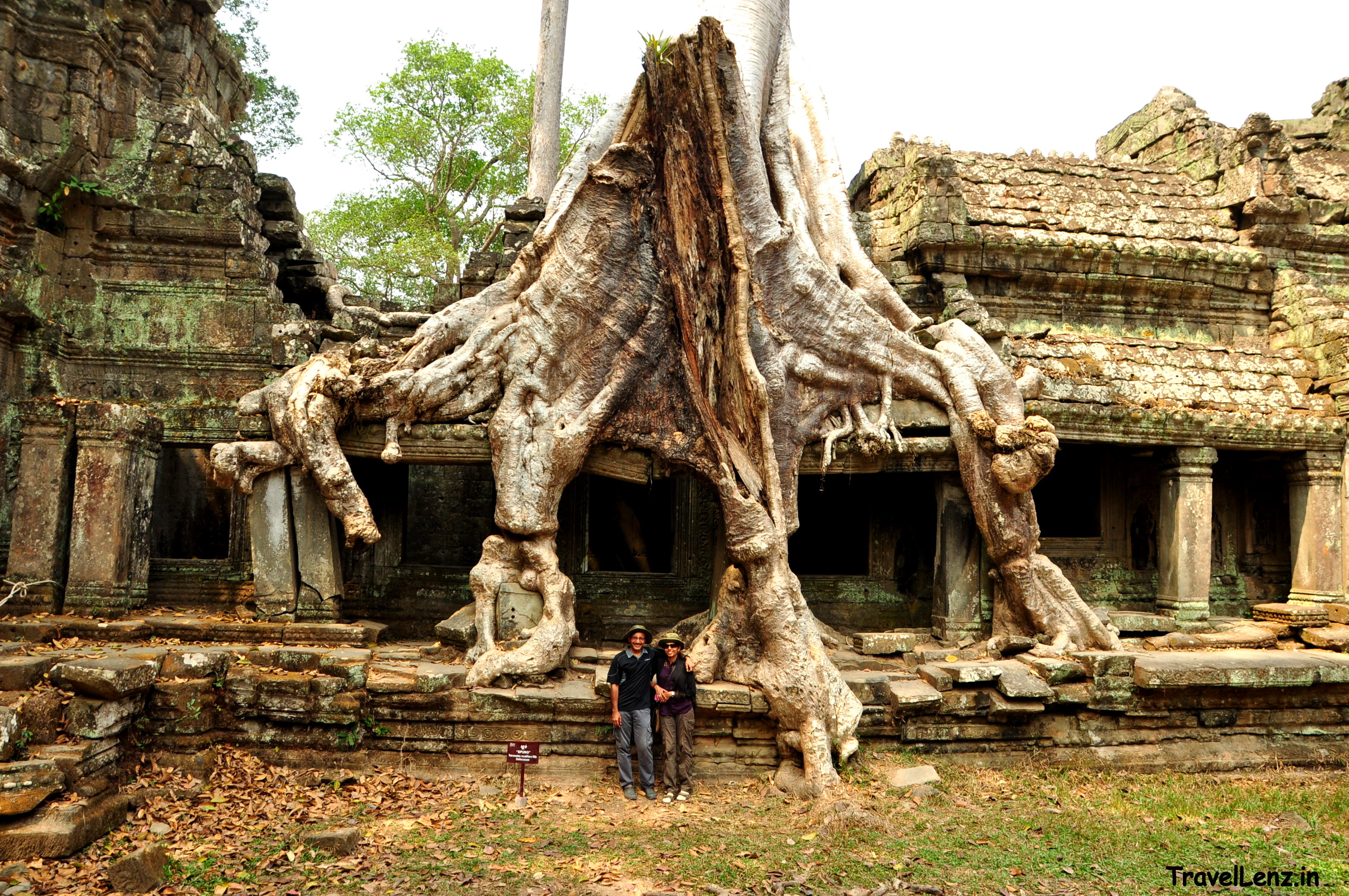 Dwarfed by the giant banyan tree roots