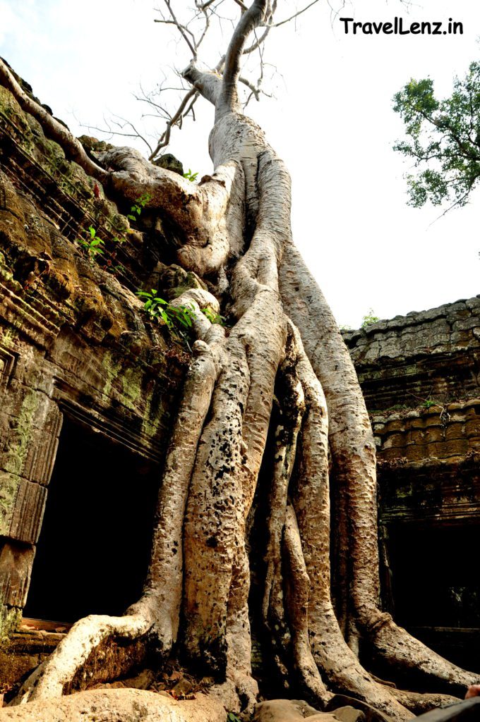 Massive roots at Ta Phrom