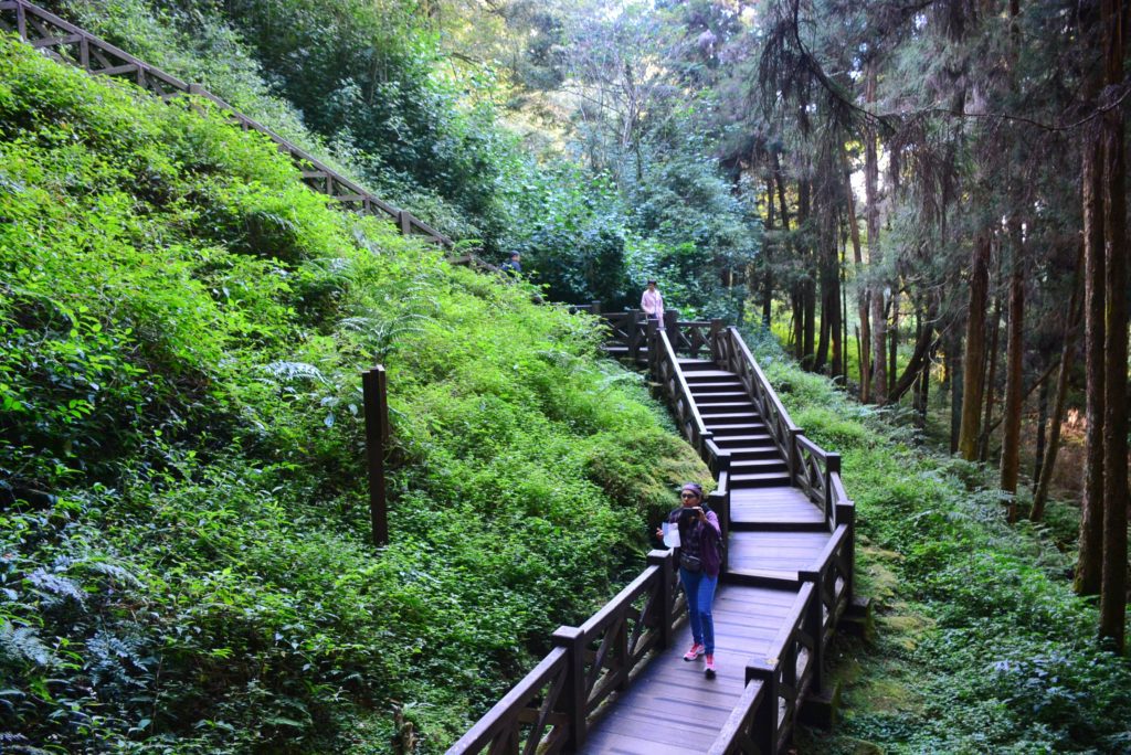 Green forest with a hiker on a wooden path