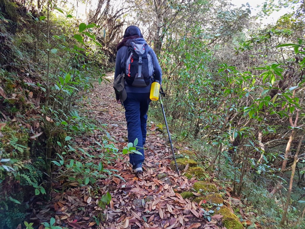 A trekker walking inside a forest