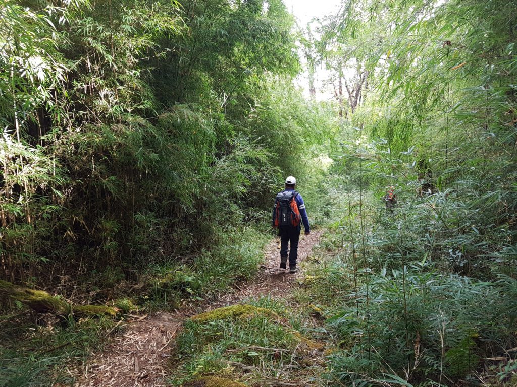 A trekker walking through a bamboo forest